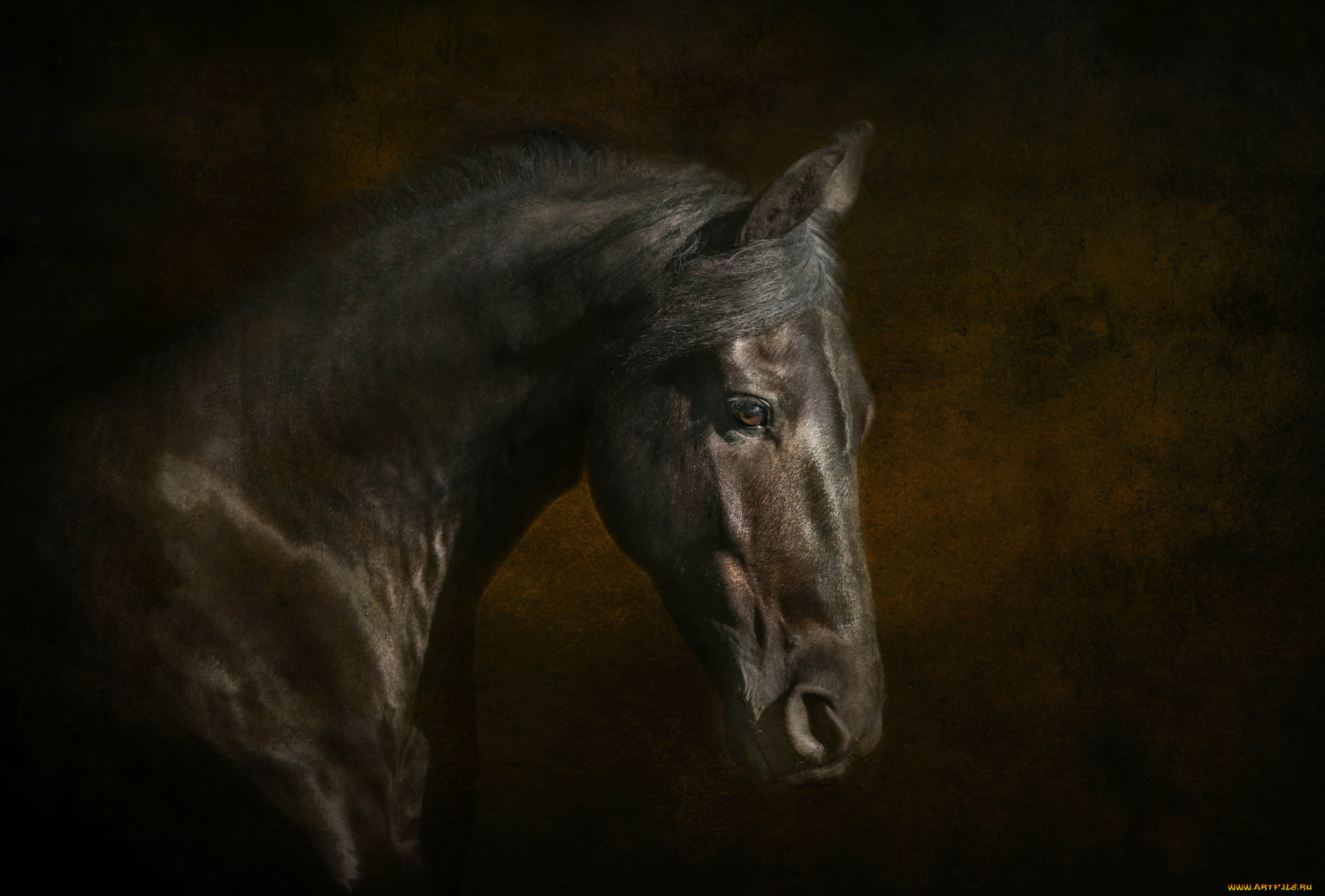 Лошади вытянувшие черные головы и согнувшиеся. Морда лошади в профиль. Красивые морды лошадей. Обои лошади. Лошадь на темном фоне.